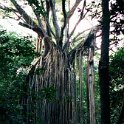 AUS QLD CurtainFigTree 2001JUL17 003  Its curtain of aerial roots drop 15 metres (49 feet) to the ground. : 2001, 2001 The "Gruesome Twosome" Australian Tour, Australia, Curtain Fig Tree, Date, July, Month, Places, QLD, Trips, Year